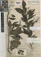 Bruinsmia polysperma (C.B.Clarke) Steenis [family STYRACACEAE]