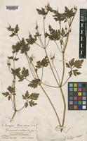 Geranium robertianum L. [family GERANIACEAE]