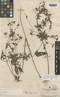 Type of Geranium collinum Stephan ex Willd. [family GERANIACEAE]