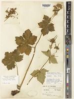 Syntype of Geranium platyanthum Duthie [family GERANIACEAE]