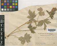 Geranium elatum Picard [family GERANIACEAE]