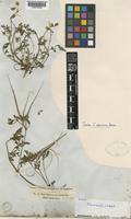 Isotype of Erodium brevicaule Bertol. [family GERANIACEAE]