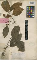 Nauclea officinalis (Pierre ex Pit.) Merr. & Chun [family RUBIACEAE]