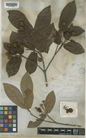 Neonauclea bartlingii (DC.) Merr. var. cumingiana (Vidal) Ridsdale [family RUBIACEAE]