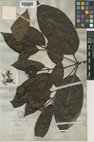 Neonauclea calycina (Bartl. ex DC.) Merr. [family RUBIACEAE]