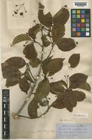 Type of Adina rubescens Hemsl. [family RUBIACEAE]