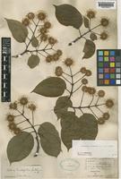 Sinoadina racemosa (Siebold & Zucc.) Ridsdale [family RUBIACEAE]