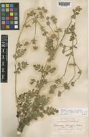 Horkelia kelloggii Greene [family ROSACEAE]