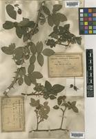 Rosa tomentosa Sm. [family ROSACEAE]
