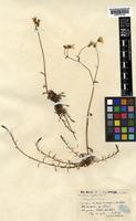 Saxifraga hypnoides L. [family SAXIFRAGACEAE]