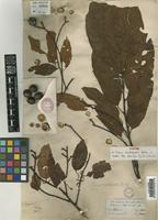 Prunus bracteopadus Koehne [family ROSACEAE]