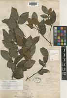Prunus glabrifolia Kalkman [family ROSACEAE]