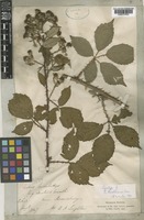 Syntype of Rubus lindleianus Lees [family ROSACEAE]