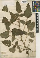 Rubus xanthocarpus Bureau & Franch. [family ROSACEAE]