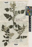 Rubus niveus Thunb. [family ROSACEAE]