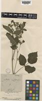 Rubus gracilis Roxb. var. falconer [family ROSACEAE]