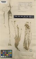Linum tenuifolium L. [family LINACEAE]