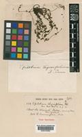 Type of Epilobium thymifolium A.Cunn. [family ONAGRACEAE]