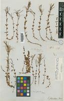 Lectotype of Epilobium novae-zeylandiae Hausskn. [family ONAGRACEAE]