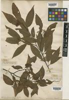 Type of Photinia beauverdiana C.K.Schneid. [family ROSACEAE]