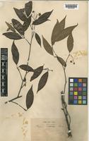 Photinia fokienensis Franch. ex Cardot [family ROSACEAE]