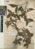 Type of Pourthiaea amphidoxa (C.K. Schneid.) Stapf [family ROSACEAE]