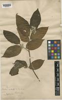 Photinia arguta Wall. ex Lindl. var. hookeri (Decne.) J.E. Vidal [family ROSACEAE]