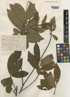 Isotype of Photinia lancilimbum Vidal var. petaloconstricta Vidal [family ROSACEAE]