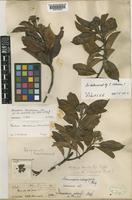 Photinia davidiana Cardot [family ROSACEAE]