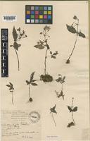 Type of Argostemma laxum Geddes [family RUBIACEAE]