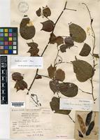 Type of Bauhinia calcicola Craib [family LEGUMINOSAE-CAESALPINIOIDEAE]