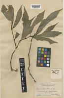 Begonia affinis Merr. [family BEGONIACEAE]