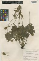 Isotype of Geum aleppicum Jacq. var. cuneatum [family ROSACEAE]