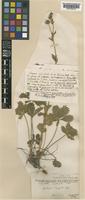 Potentilla delphinensis Gren. & Godr. [family ROSACEAE]