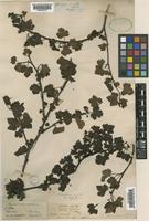 Ribes luridum Hook.f. & Thomson [family GROSSULARIACEAE]