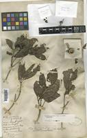 Holotype of Gardenia grievei Horne ex Baker [family RUBIACEAE]