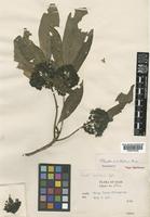 Type of Pavetta pusilliflora Bremek. [family RUBIACEAE]
