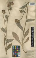 Carduus crispus L. [family COMPOSITAE]