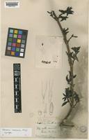 Syntype of Coprosma crassicaulis Stapf [family RUBIACEAE]