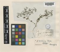 Isotype of Galium syriacum Boiss. [family RUBIACEAE]