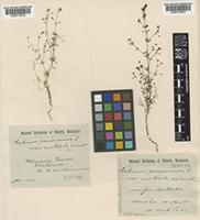 Galium divaricatum Pourr. ex Lam. [family RUBIACEAE]