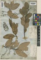 Cinnamomum ovalifolium Wight [family LAURACEAE]