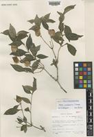 Holotype of Barleria pseudosomalia I.Darbysh. [family ACANTHACEAE]