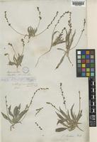 Plantago stocksii Boiss. ex Decne. [family PLANTAGINACEAE]