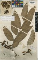 Maniltoa brassii Merr. & L.M.Perry [family LEGUMINOSAE]