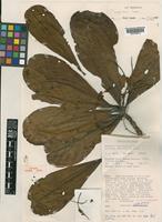 Isotype of Terminalia impediens Coode [family COMBRETACEAE]