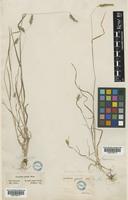 Cynosurus elegans Desf. [family POACEAE]