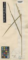 Dactylis glomerata L. [family POACEAE]