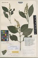 Holotype of Justicia bridsoniana Vollesen [family ACANTHACEAE]