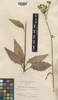 Hieracium praesigne (Zahn) Roffey [family COMPOSITAE]